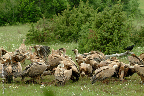 Vautour fauve,.Gyps fulvus, Griffon Vulture, Parc naturel régional des grands causses 48, Lozere, France photo
