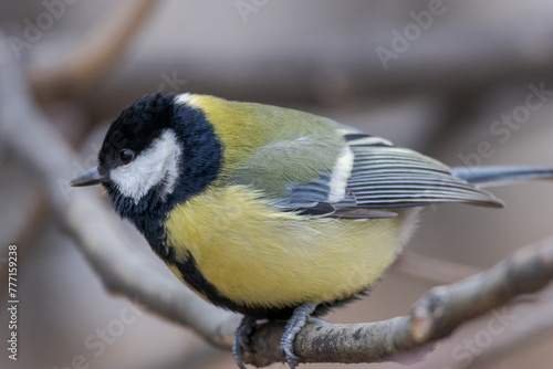 Eurasian Great tit on a branch	