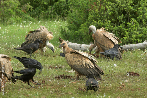 Vautour fauve,.Gyps fulvus, Griffon Vulture, Grand Corbeau,.Corvus corax, Northern Raven, Parc naturel régional des grands causses 48, Lozere, France