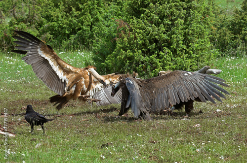 Vautour fauve .Gyps fulvus  Griffon Vulture  Grand Grand corbeau  