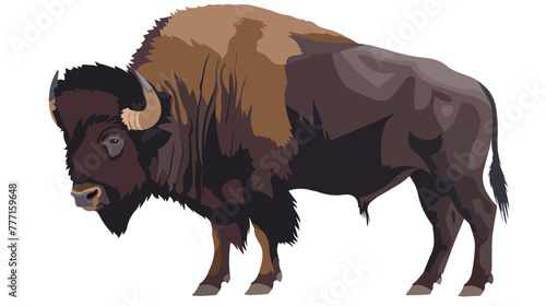 Buffalo vector illustrationisolated on white background