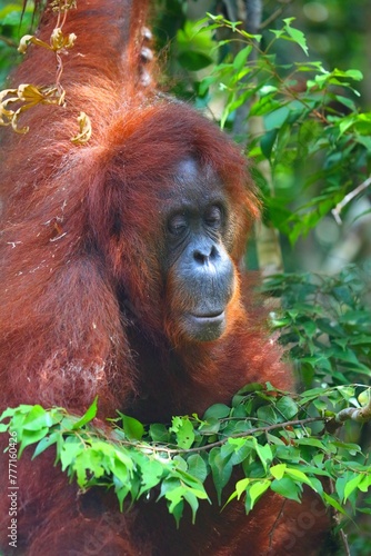 Senior orangutan in Semenggoh Wildlife Centre, Borneo