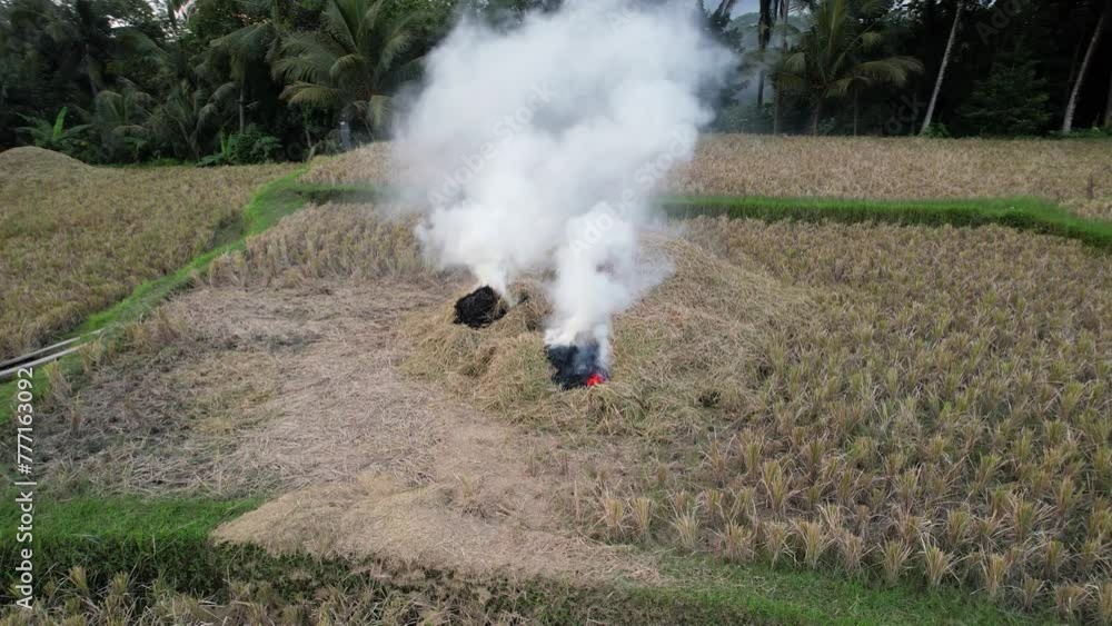 Smoking Rice After rice harvesting, Balinese farmers left pile of burning rice straw ...