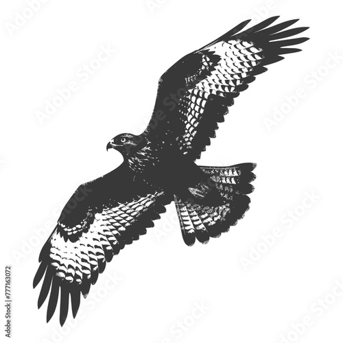 Silhouette hawk animal fly black color only full body