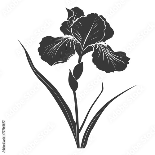 Silhouette iris flower black color only