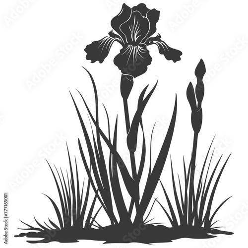 Silhouette iris flower in the ground black color only