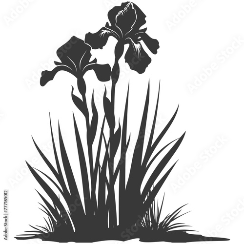 Silhouette iris flower in the ground black color only