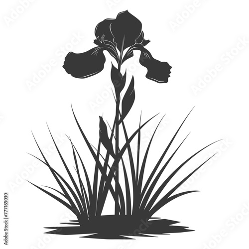 Silhouette iris flower in the ground black color only