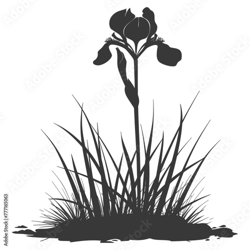 Silhouette iris flower in the ground black color only