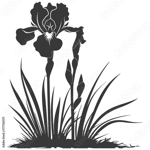 Silhouette iris flower in the ground black color only