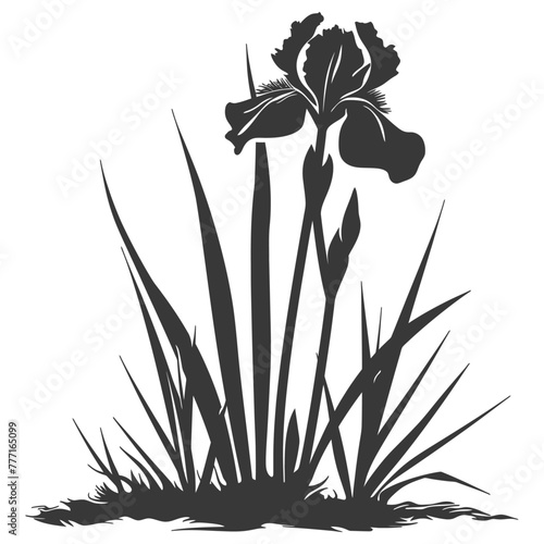 Silhouette iris flower in the ground black color only