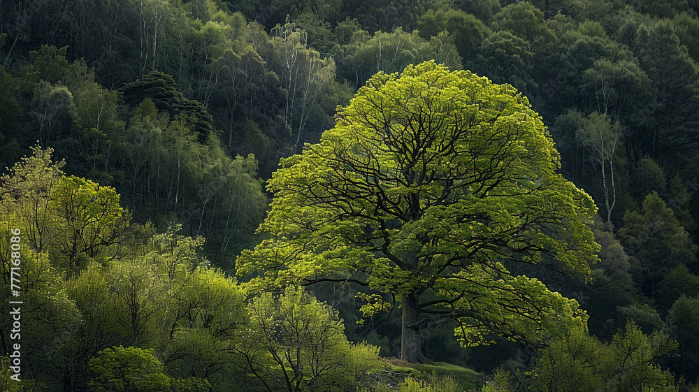 Majestic beech tree standing amidst a vibrant spring forest. - obrazy, fototapety, plakaty 