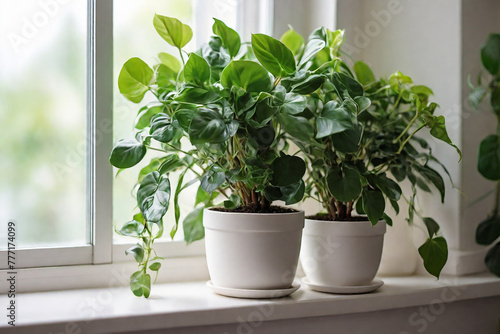 Indoor plants in white pots on the windowsill. Home decor.