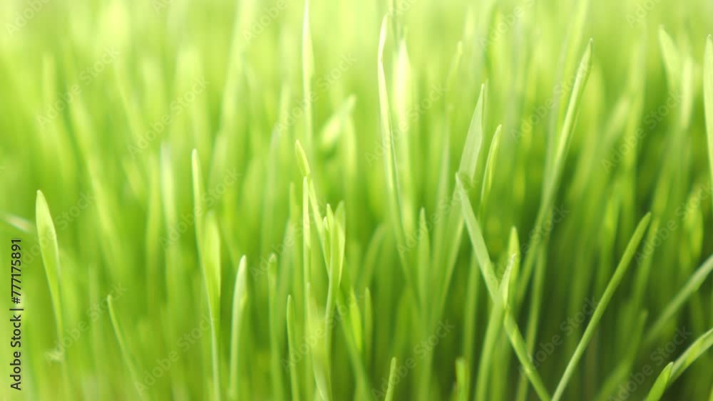 Lush green grass. Spring morning in nature, sun breaks through the stalks of grass. 4K Lush green grass. Spring morning in nature, sun breaks through the stalks of grass. 4K