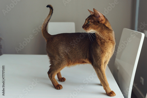 Abyssinian shorthair cat walks at home on the kitchen table and bending looks back © Alex