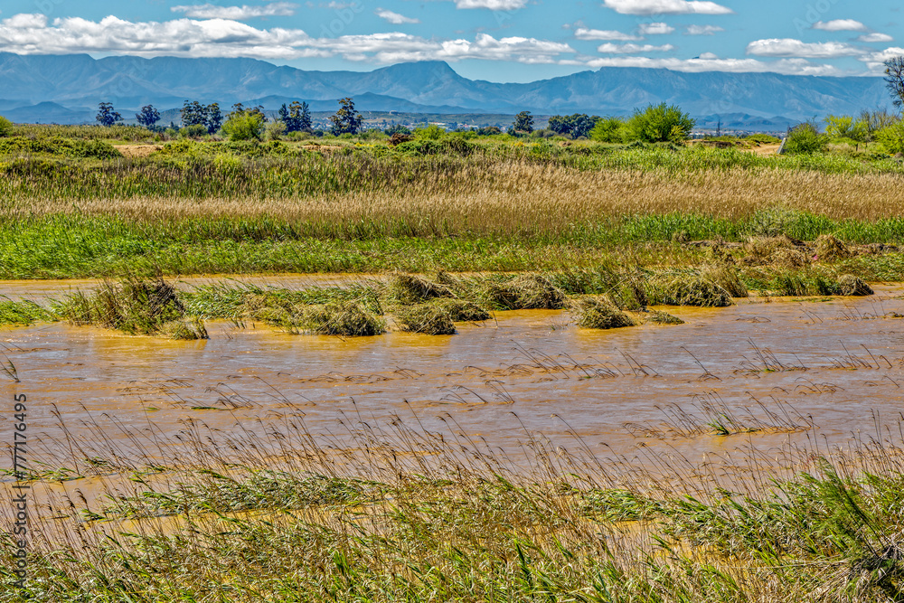 Brown muddy water in flooded Olifants river in Little Karoo after heavy rain