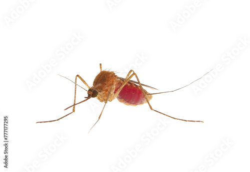 Inland floodwater mosquito full of blood isolated on white background, Aedes vexans