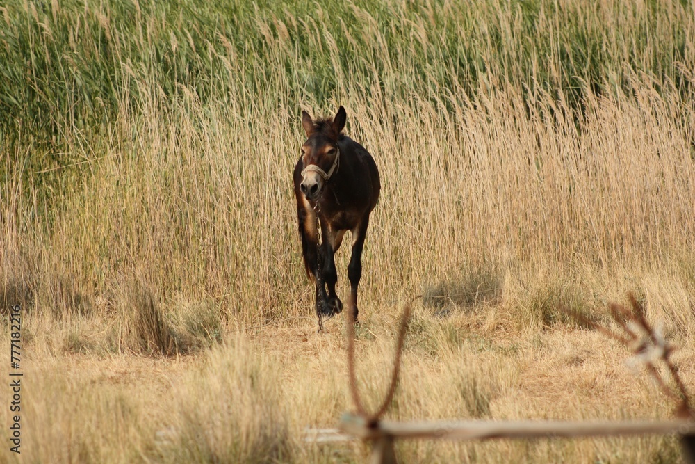 Fototapeta premium donkey in the field