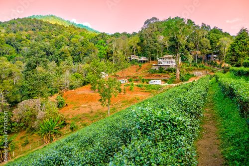 Fresh tea trees in high mountain farm with natural view photo