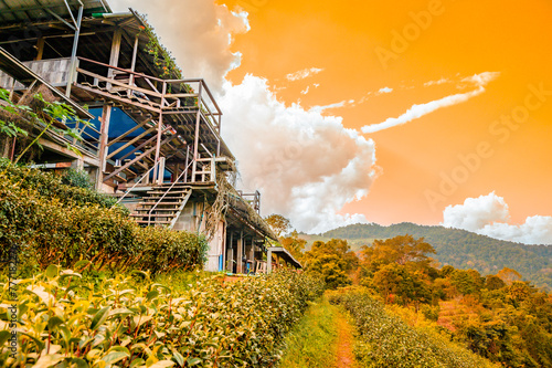 Local buildings and tea plantations on high mountains photo