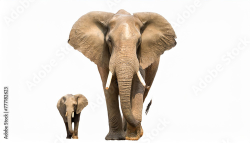 elephant approaching isolated © netsay