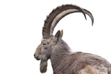 portrait siberian ibex isolated on white background