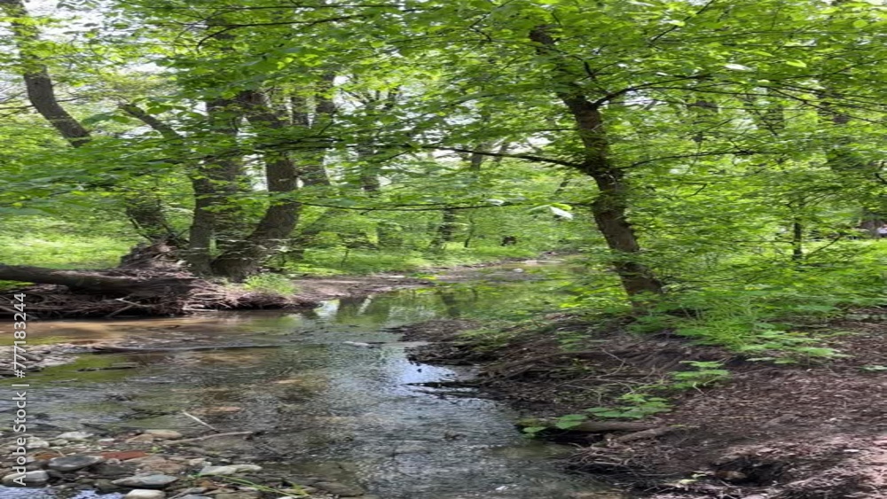 small stream in the forest, natural landscape with tall trees, spring with clean fresh water, vertical High-quality shooting in 4K format small stream in the forest, natural landscape with tall trees, spring with clean fresh water, vertical High-quality shooting in 4K format