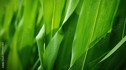 farm cornfield corn background