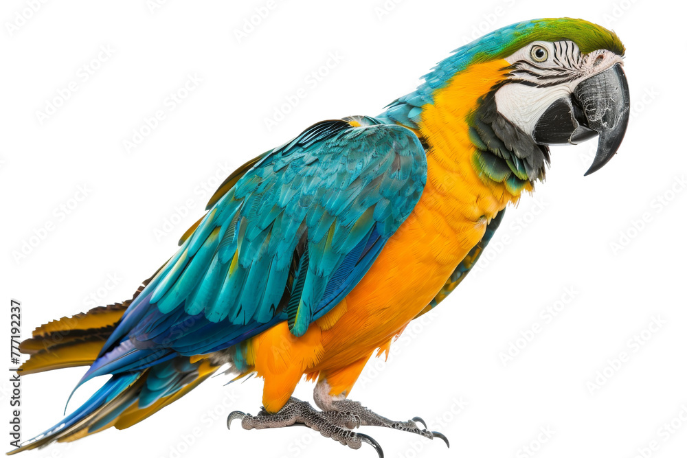 Colorful Macaw Showcase isolated on transparent background