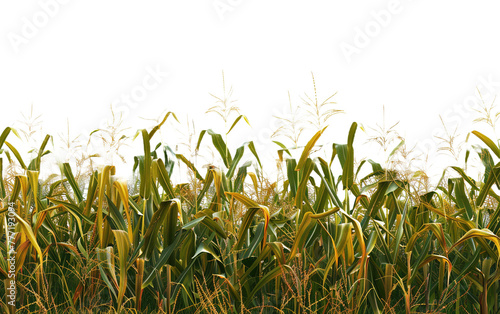 A cornfield on white background,png