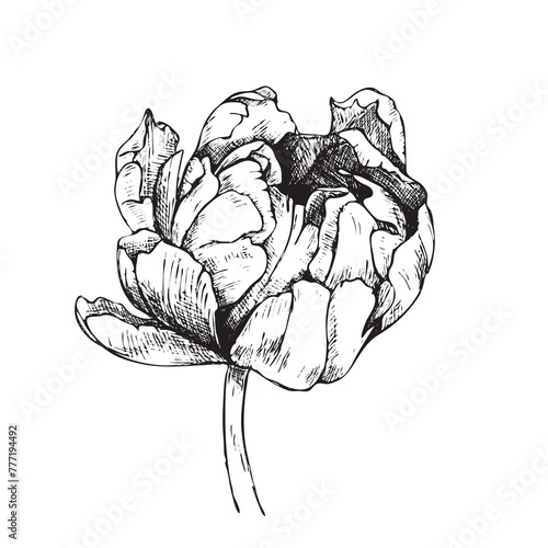Vector drawing of a tulip. Sketch drawn by hand.