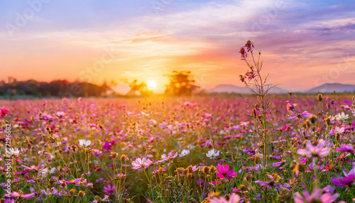 field flower meadow beautiful sunset countryside violet blooming pink nature background © netsay