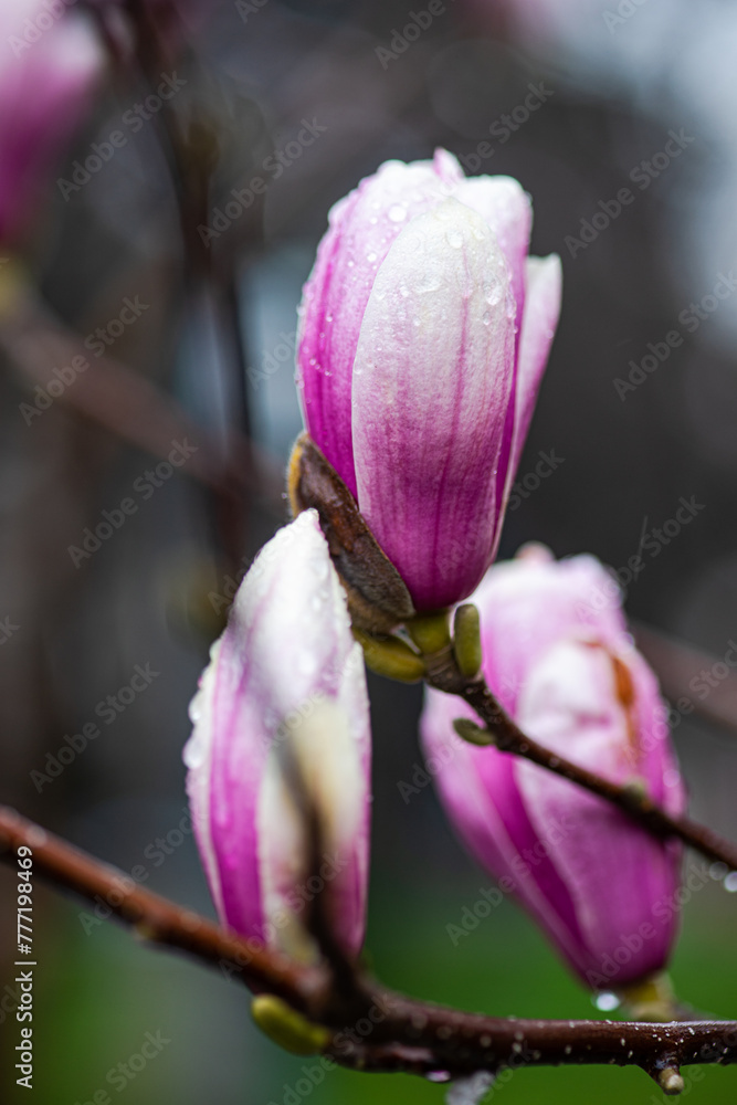 Dew-kissed magnolia buds budding in spring Dew-kissed magnolia buds budding in spring
