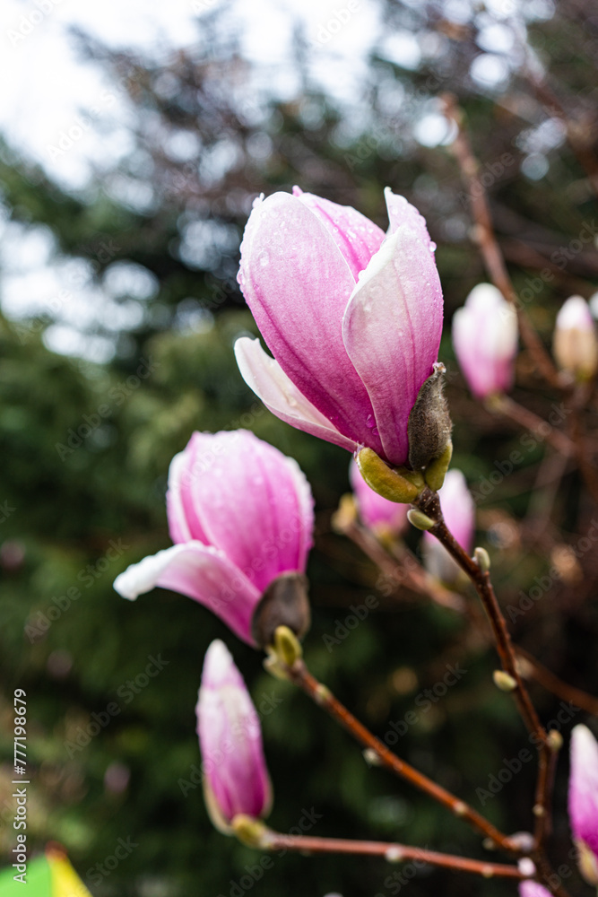 Vibrant magnolia flowers blooming in springtime Vibrant magnolia flowers blooming in springtime
