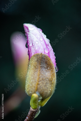 Dew-kissed magnolia bud on the cusp of blooming photo