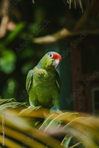 Red lored Amazon parrot perched in natural habitat photo