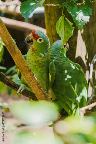 Red-fronted parakeets perched in lush Costa Rican forest photo