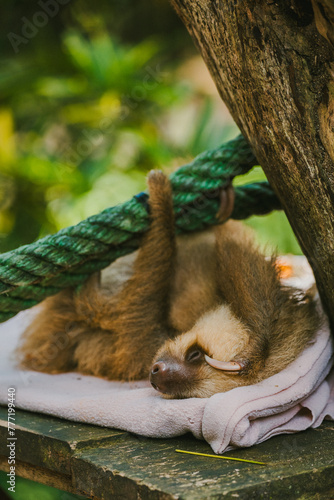 Resting two-toed sloth in a Costa Rican sanctuary photo