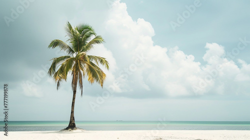 Towering palm tree standing tall on a pristine sandy beach.