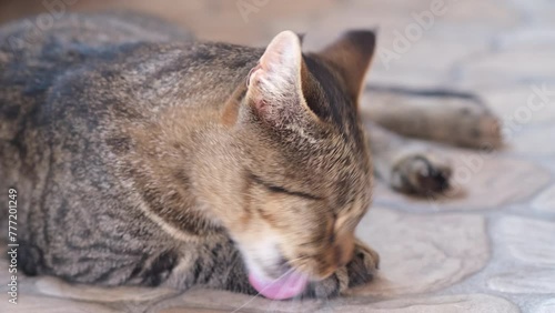 The cat is washing. Adorable cat.  photo