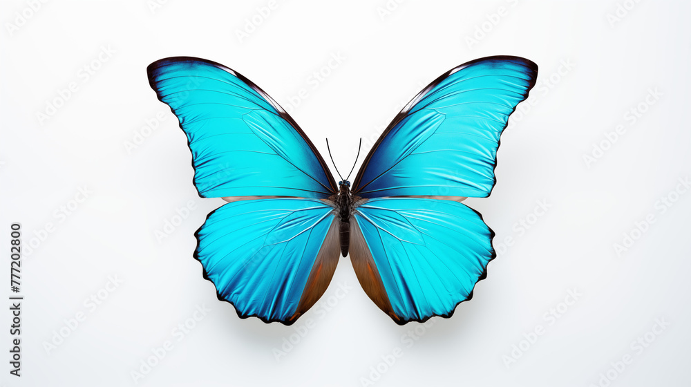 Fototapeta premium Brilliant Blue Morpho Butterfly with Wings Spread