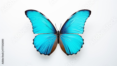 Brilliant Blue Morpho Butterfly with Wings Spread © heroimage.io