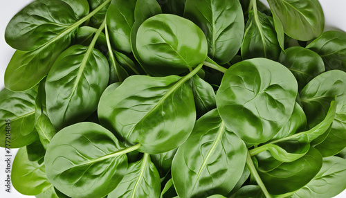 Set spinach leaves isolated on white background bright colors
