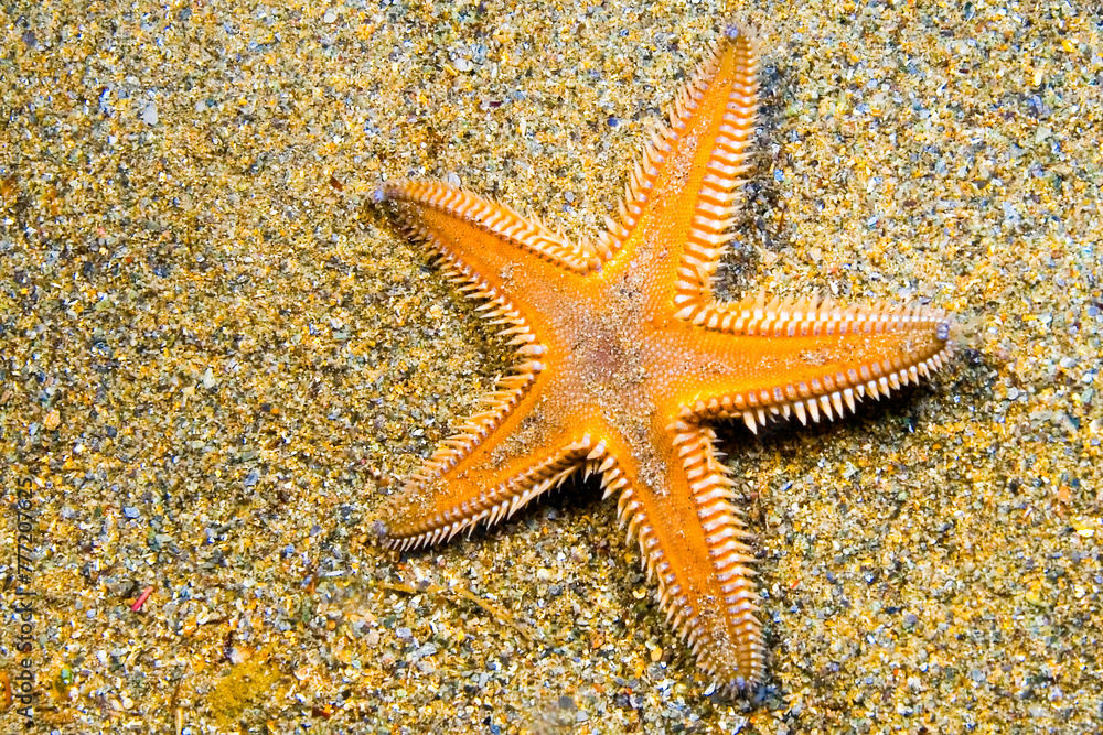 Starfish, Astropecten aranciacus, Cabo Cope-Puntas del Calnegre Natural Park, Mediterranean Sea, Region de Murcia, Murcia, Spain, Europe Starfish, Astropecten aranciacus, Cabo Cope-Puntas del Calnegre Natural Park, Mediterranean Sea, Region de Murcia, Murcia, Spain, Europe