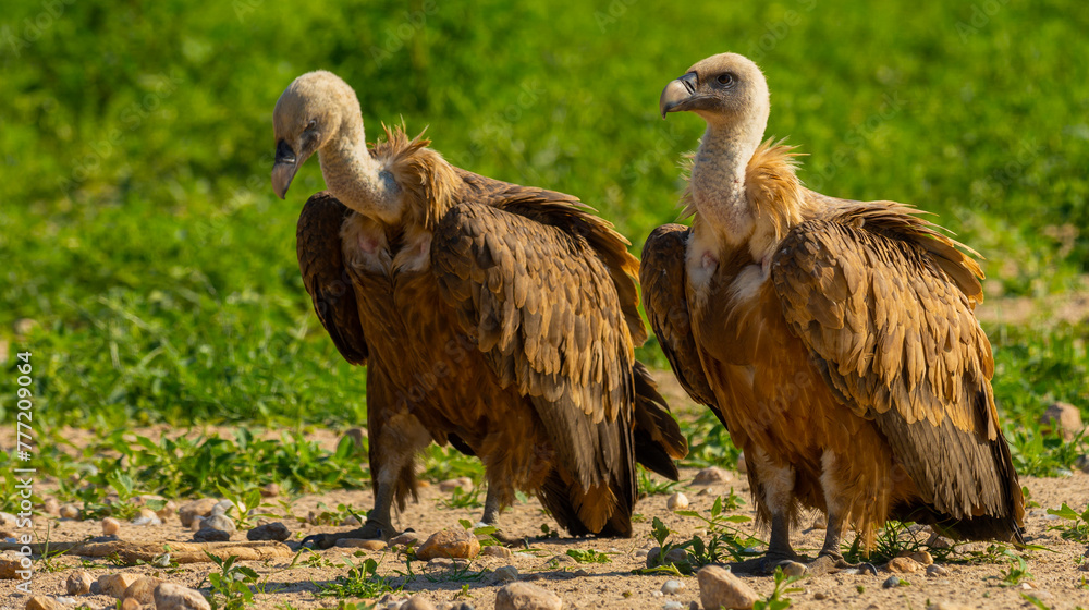 Fototapeta premium Eurasian Griffon Vulture, Gyps fulvus, Agricultural Fields, Castilla y Leon, Spain, Europe