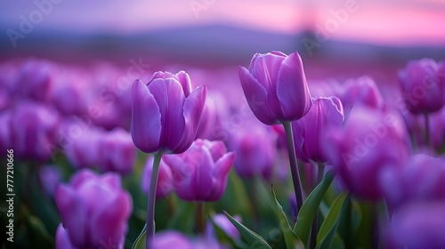 purple tulips in the field