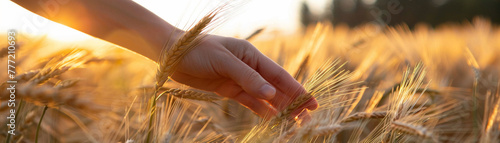 A female hand caresses the barley tips at golden hour crafting a narrative of harmony and peace with nature