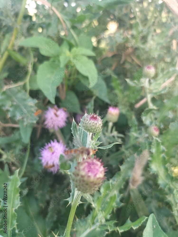 bee on thistle bee on thistle