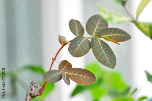 Phyllanthus mirabilis , Phyllanthaceae or Phyllanthus photo