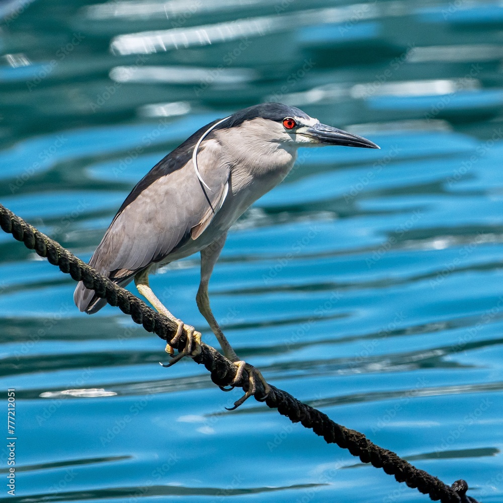 Obraz premium great blue heron